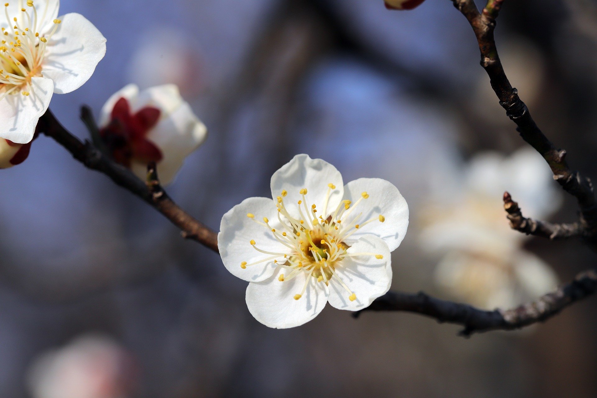 A close-up of a plum blossom on a branch