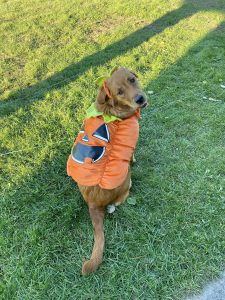 puppy dressed as a pumpkin so cute